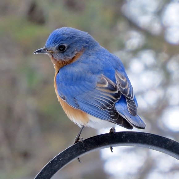 Meet your Posher, Blue bird - Picture 1 of 1